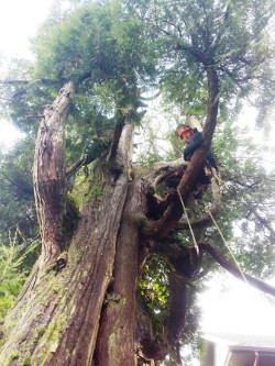 THeritage Cedar Tree Retention